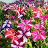 22Day Seeds: Seeds Petunia StarFall Mix/Annual Flowers