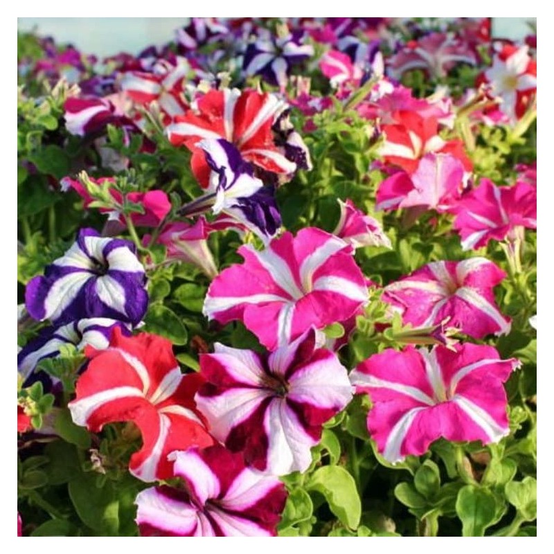 22Day Seeds: Seeds Petunia StarFall Mix/Annual Flowers