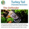 Fantastic Fungi Organic Turkey Tail mushroom powder extract by Ecogenya