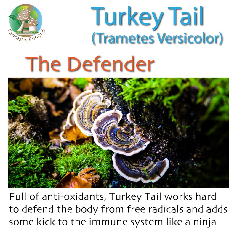 Fantastic Fungi Organic Turkey Tail mushroom powder extract by Ecogenya