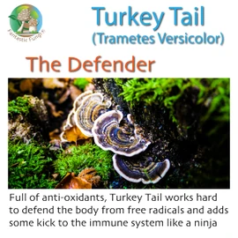 Fantastic Fungi Organic Turkey Tail mushroom powder extract by Ecogenya - Proudly Canadian fruiting body extract (250 Grams)