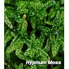 Fresh Live Moss Variety Pack - Ideal for DIY Terrariums,