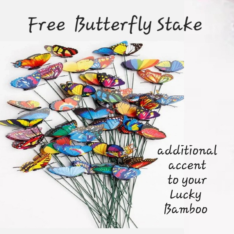 Lucky Bamboo 10 LUCKY BAMBOO PLANTS 4" Free Butterfly Stake,