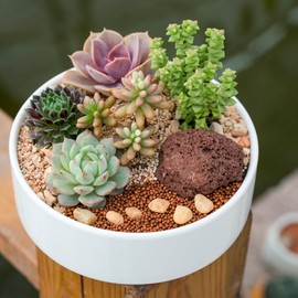Superior Cacti and Succulent Potting Mix - Enriched with Nutrients (1L)