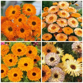 1500+ Calendula Seeds for Planting - Calendula Officinalis Pacific Beauty Mix Non-GMO Heirloom Flower Seeds