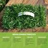 SodPods® Centipede Grass Plugs for Lawn Repair, 3" x 3"