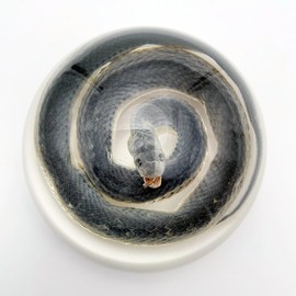 Real Snake Specimens in Resin Paperweight Crafts, Animal Taxidermy Collection for Science Education & Desk Ornament (Snake)