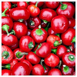 Everwilde Farms - 1/4 Lb Red Cherry Hots Hot Pepper Seeds - Gold Vault