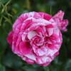 Heirloom Roses Grandiflora Rose Plant - Parade Day™ Fragrant Roses