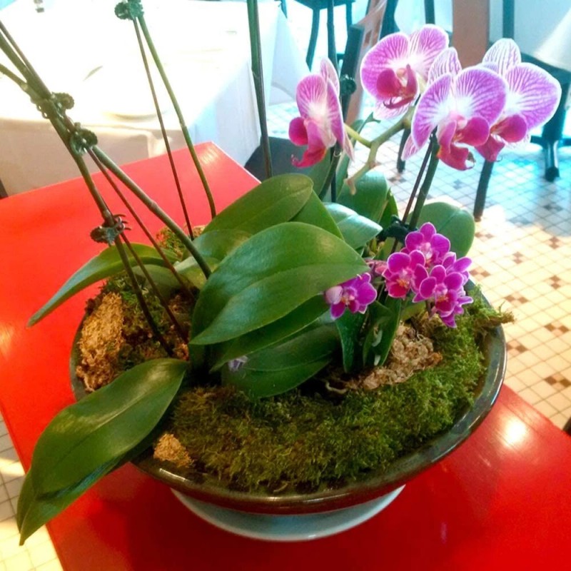 Mosser Lee Sphagnum Peat Long Fibered Moss ORCHID Mosser Lee