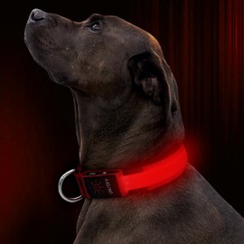 Illumifun LED Dog Collar, Adjustable USB Rechargeable Glowing Pet Safety Collar, Reflective Light Up Collars for Your Small Medium Large Dogs