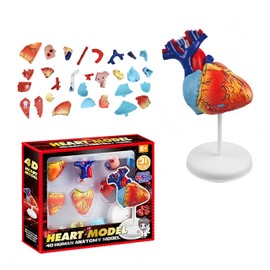 HYEANHLPYE 4D Cardiology Anatomy Model Decomposable Human Heart Model Medical Education Teaching Tools Science Experiment Toys for Students Biology Class Demonstration Model Doctor Medical Student