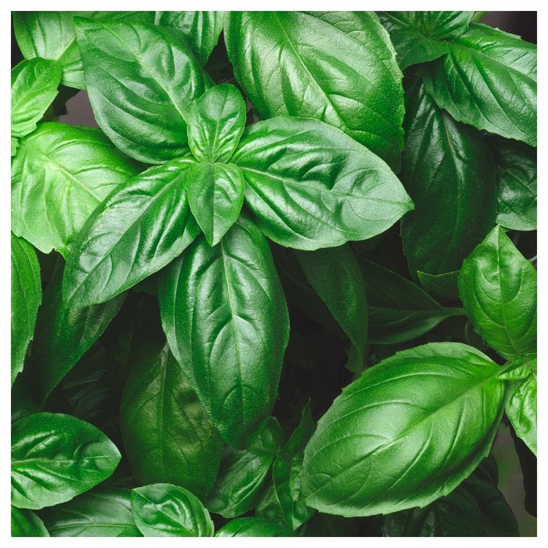 Everwilde Farms - 1 Oz Genovese Basil Herb Seeds -