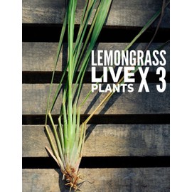 Ship FREE ✿ x3 Organic ROOTED LEMONGRASS Live Plants/ Stalks Repel Mosquitoes