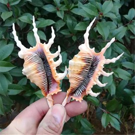 03 Large Scorpion Lambis Spider Conch Seashell Rare Real Beach Home Deco 4-5"