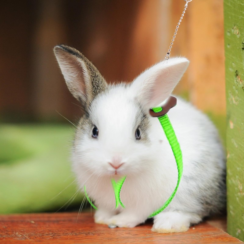 HOKABLE 2 Pack Adjustable Hamster Leash Harness for Harness for