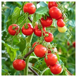 Everwilde Farms - 1 Oz Organic Tiny Tim Production Tomato Seeds - Gold Vault Packet
