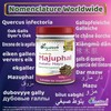 DivyaHerb Majuphal (Katalu Mayu) Powder, Natural, 100 grm (Pack of