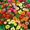 1000 Zinnia Seeds Compound Petals Multi-Color Premium Seeds True Classic