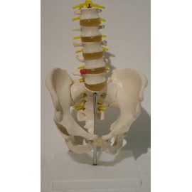 Om Anatomy Mannequin Series Pelvis Bone W/5pc Lumbar Vertebrae + Base (Xc115) Made By Om