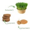 PLANTMEW Cat Grass for Indoor Cats - Cat Grass Seeds