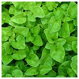 Everwilde Farms - 1/4 Lb Organic Watercress Herb Seeds - Gold Vault