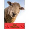 Sheep Animal Valentines Day Card