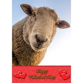 Sheep Animal Valentines Day Card