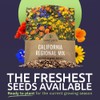 SWEET YARDS California Wildflower Mixture - Bulk 1 Ounce Packet