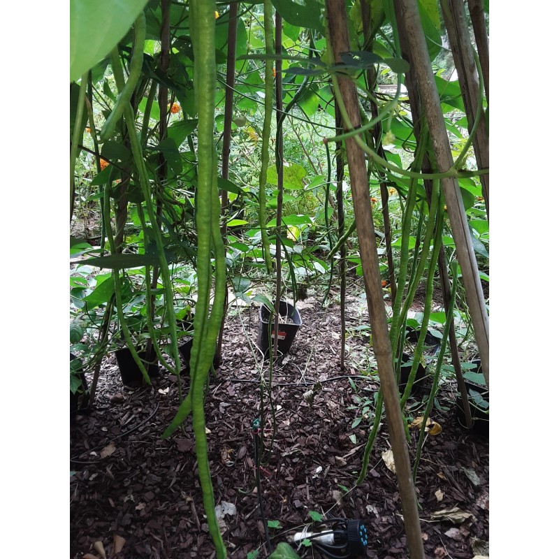 15 Organic Asian Long Bean Seeds (Green,Long Variety),Rare type.US grown.