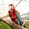 Kong Juguete Interactivo Classic para Aves y Hurones/Conejos, Color Rojo,