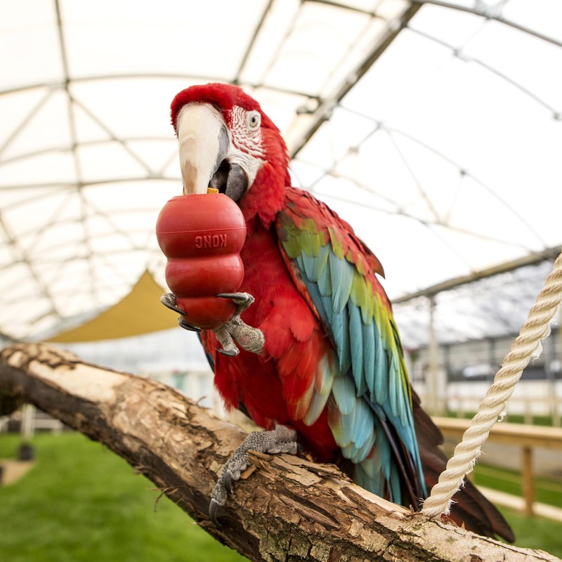 Kong Juguete Interactivo Classic para Aves y Hurones/Conejos, Color Rojo,
