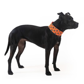 SafetyPUP XD Reflective Dog Collar. Fluorescent, Blaze Orange with Adjustable Fastener for Small, Medium & Large Pets. High Visibility Dog Products to Safeguard Your PUP from Motorists & Hunters.