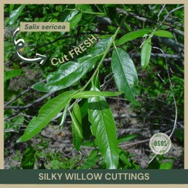 Unbranded 18" | Lot of 5 | Silky Willow Cuttings | Salix sericea | Cut FRESH | Native