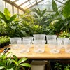 Gyfofix 5 Pack 5.5 Inch Clear Plastic Orchid Pots with