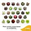 Costa Farms Live Plants (Pack of 20), Easy to Grow