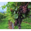 Kurt Adler 100-LIGHT SET GRAPE CLUSTER Red BURGUNDY GRAPE Indoor/Outdoor