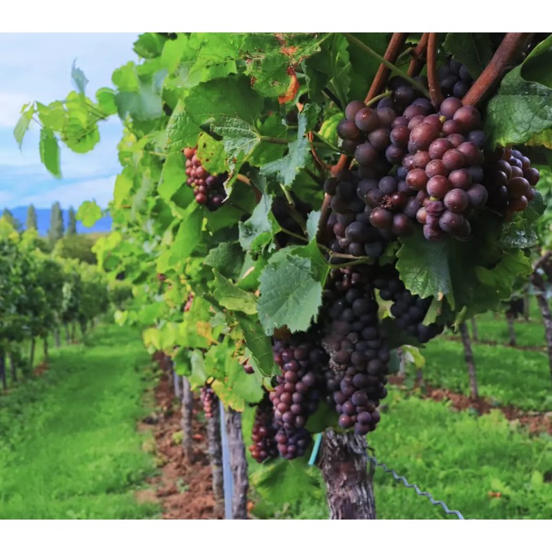 Kurt Adler 100-LIGHT SET GRAPE CLUSTER Red BURGUNDY GRAPE Indoor/Outdoor