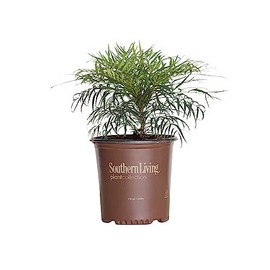 Soft Caress Mahonia, 2 Gallon Shrub - Feathery Evergreen Foliage