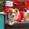 Dog Costumes Christmas Uieamsio Pet Christmas Costume Cat Dog Christmas