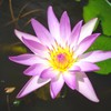 Mainam Purple Nymphaea Purple Joy Live Aquarium Plant Tropical Water
