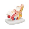 Human Ear Anatomical Model Clear Structure Simulation Inner Ear Model