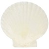 (TV Series Crafts (yamasita Craft) Made in Japan Natural mizuhopecten