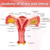 SimCoach Human Uterus and Ovary Anatomical Model, Female Reproductive Model