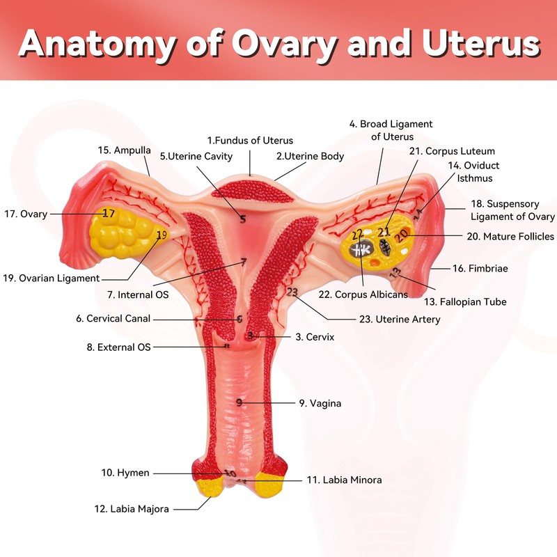 SimCoach Human Uterus and Ovary Anatomical Model, Female Reproductive Model
