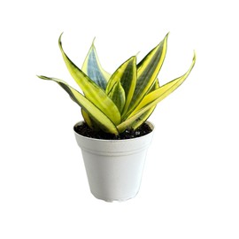 Snake Plant, Gold Star, Sansevieria, Live Indoor Plant, 4 inch Pot - Hopewind Plants Shop