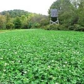 Feeders Outdoors 5 Lbs Deer Hunter's FALL DEER FOOD PLOT SEED MIX Wheat Oats Rye Peas + Brassicas