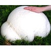 CEMEHA SEEDS - Giant Puffball Mushrooms Non GMO for Planting