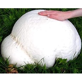 CEMEHA SEEDS - Giant Puffball Mushrooms Non GMO for Planting Mycelium Spawn Spores