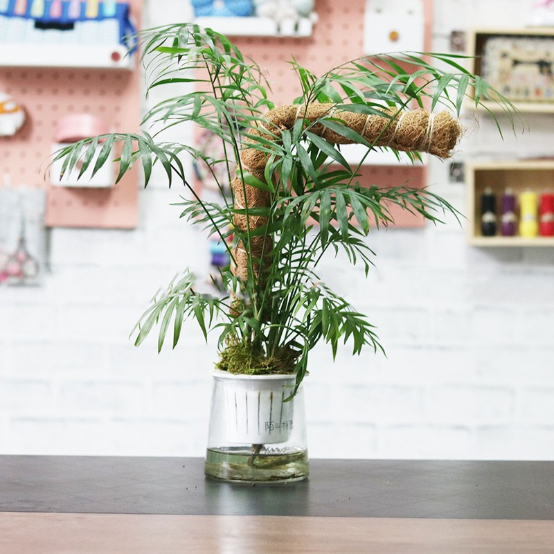 Moss Pole Coconut Stick DIY Modeling Plant Climbing Pole Climbing